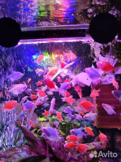 Аквариумные рыбки