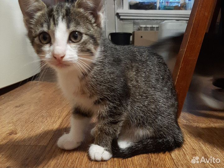 Котята в дар