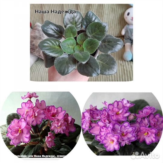 Сортовые фиалки