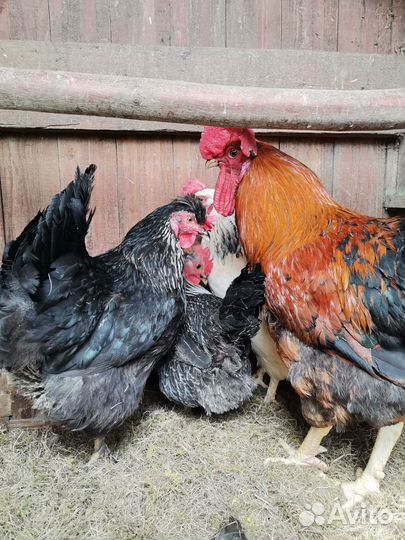 Петух и 5 кур (несушки)