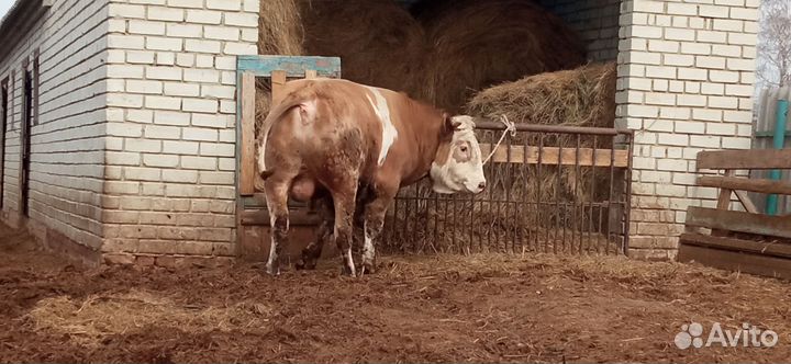 Бык производитель