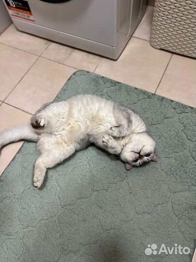 Кот Британец (Марсель)