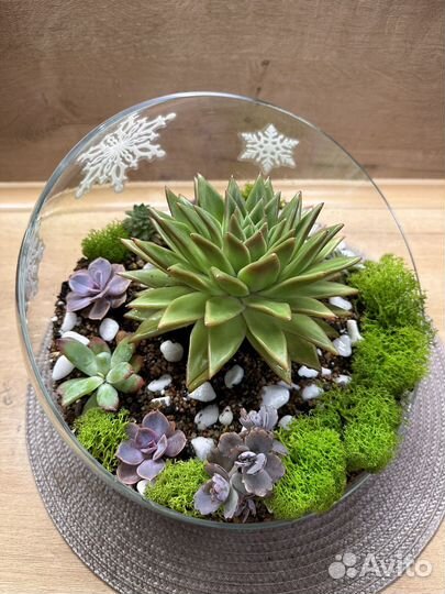 Подарок Флорариум суккуленты цветы