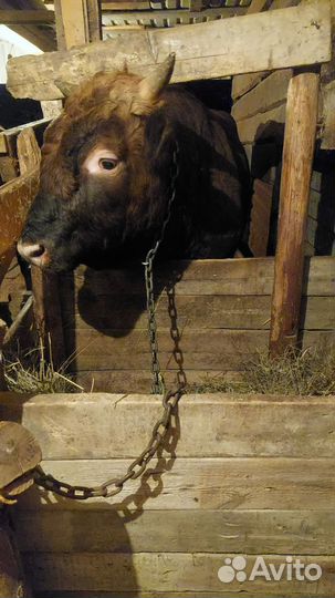 Бычки и быки на мясо