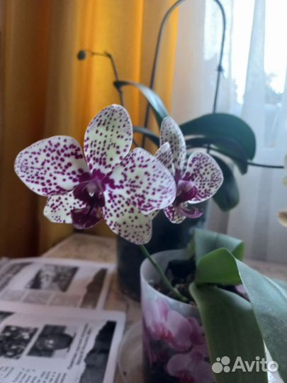 Орхидея фаленопсис