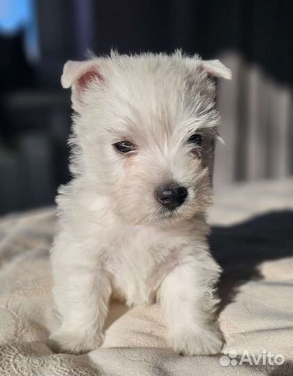 Вестики от чемпионов