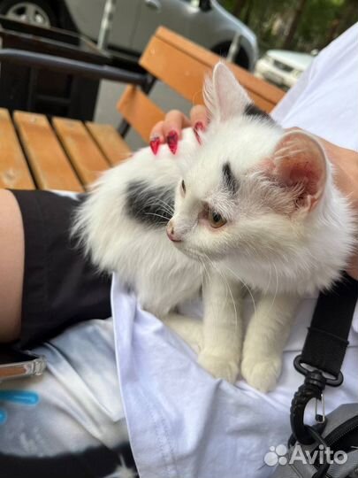 Бесплатный кот