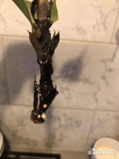 Фикус Лирата- отросток с корешками