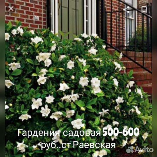 Вечнозеленые садовые растения