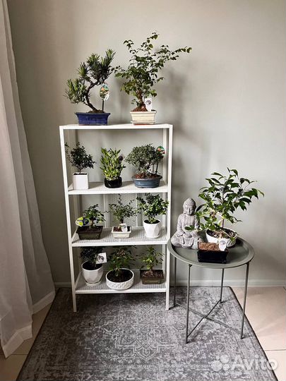 Бонсай, дерево, подарок, редкие, в наличии