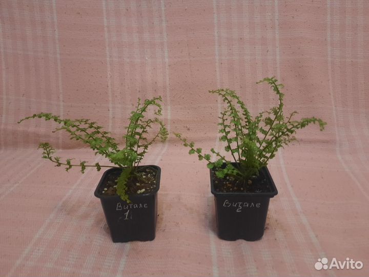 Папоротник, нефролепис Витале