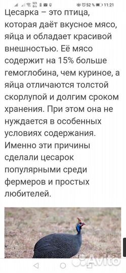 Инкубационные яйца цесарок