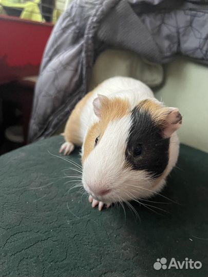 Морская свинка мальчик