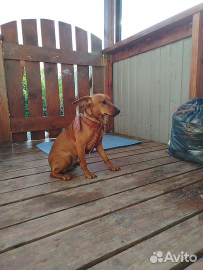 Щенки цвергпинчера