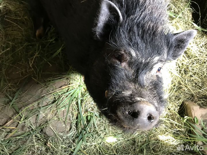 Вьетнамский хряк