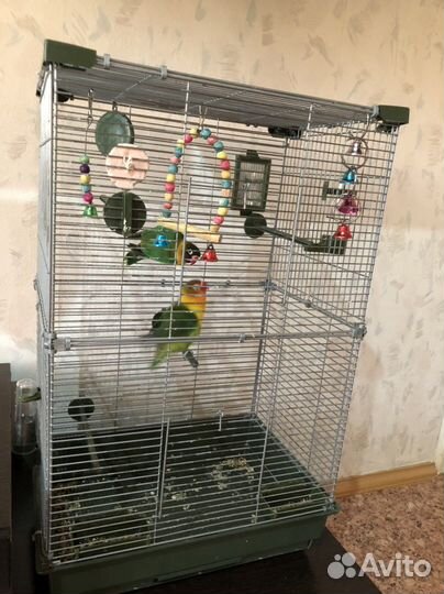 Попугаи неразлучники с клеткой