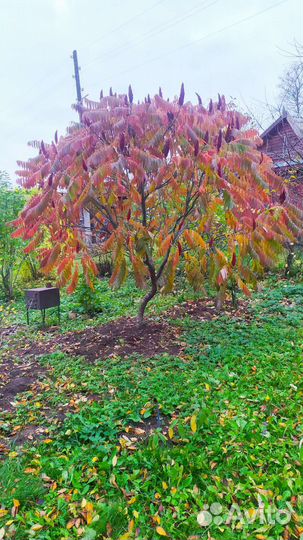 Сумах оленерогий уксусное дерево