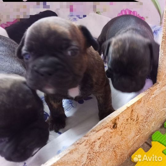 Французкий бульдог щенки