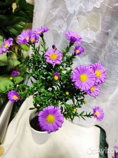 Мини ромашки