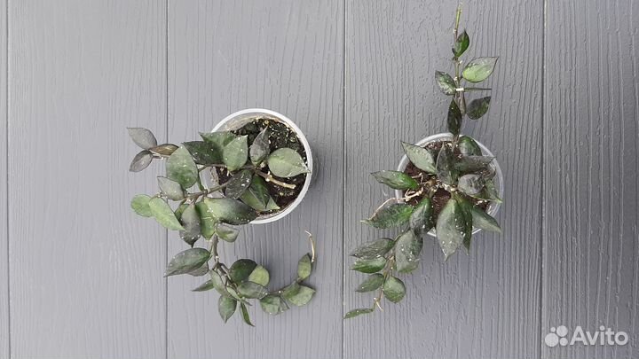 Хойя в ассортименте