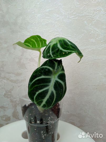 Алоказия Black Velvet