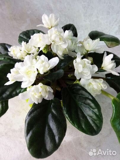 Детки сортовых фиалок