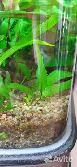 Аквариумные растения