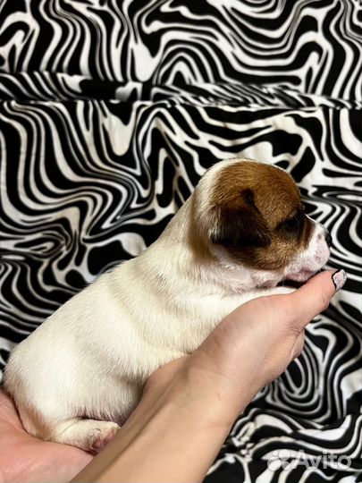 Джек Рассел терьер