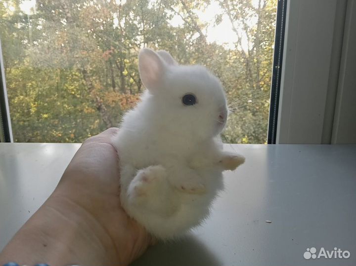 Карликовые кролики