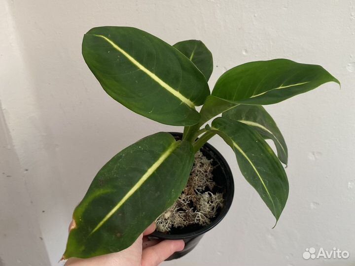 Папоротник аспарагус перистый диффенбахия