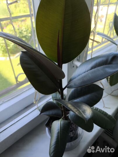 Фикус каучуконосный эластика