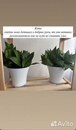 Комнатные растения