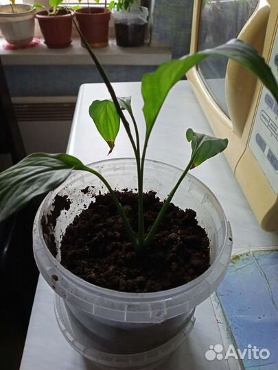 Спатифиллум