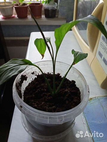 Спатифиллум