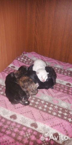 Котята в добрые руки бесплатно