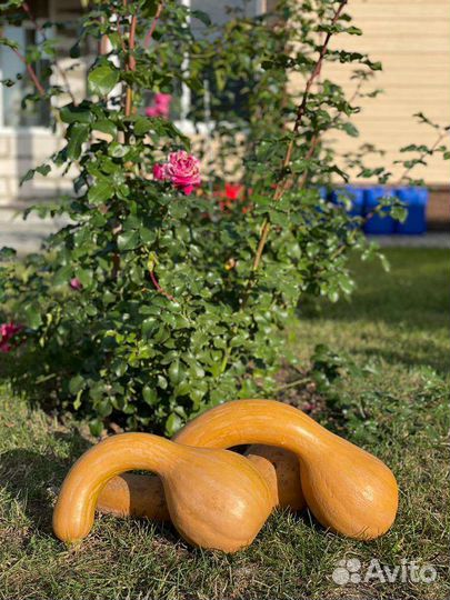 Семена Тыквы разные