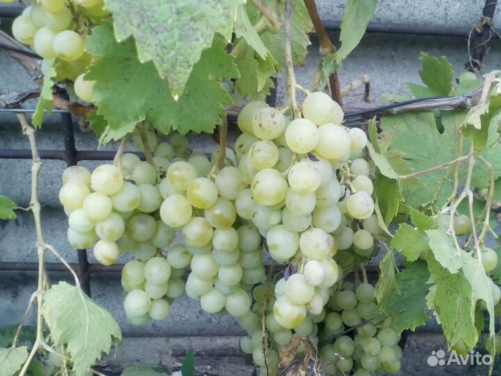 Саженцы винограда