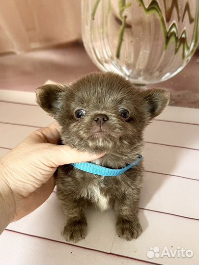 Супер мини чихуахуа. Лиловый мальчик, д/ш