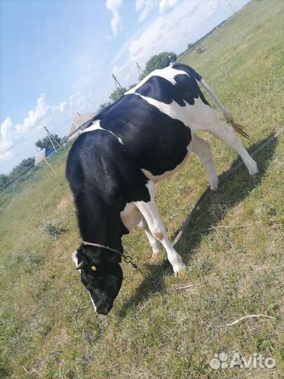 Телята телочки