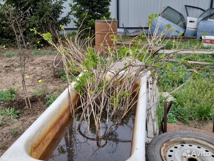 Черная смородина