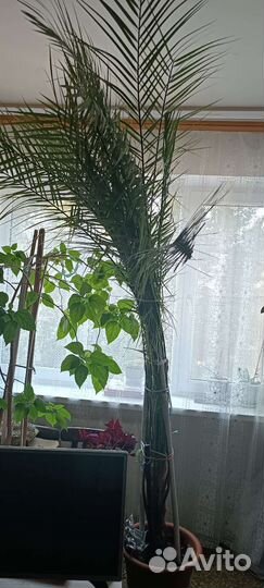 Финиковая пальма