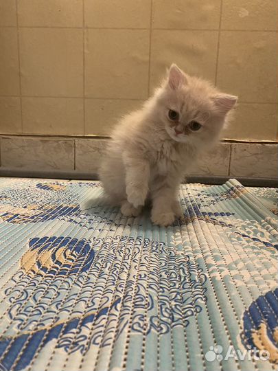 Персидский котенок (классический тип)