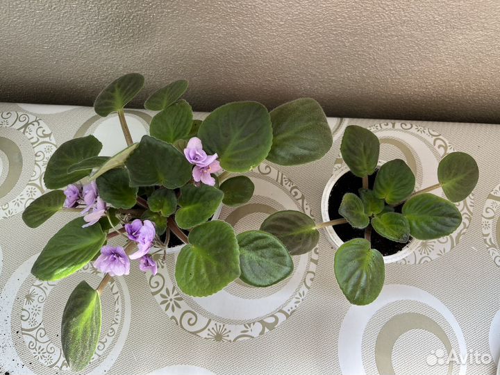 Фиалка, цветы домашние