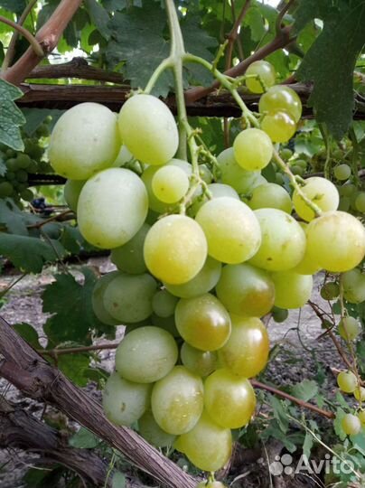 Саженцы винограда