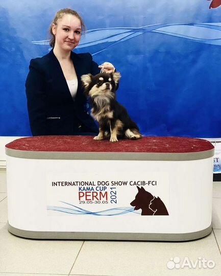 Вязка с Чемпионом, д/ш