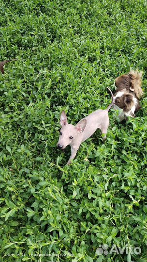 Агт маленькая девочка с большой перспективой
