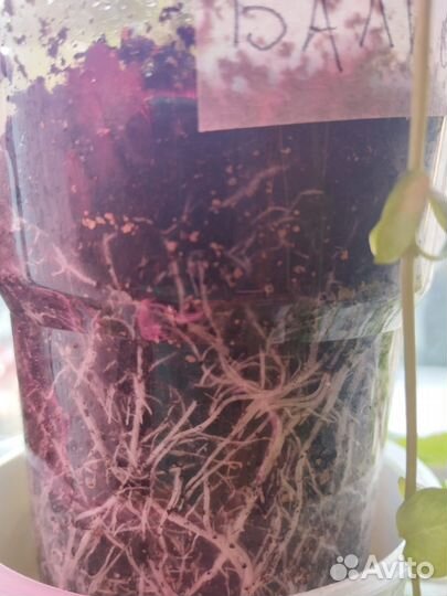 Рассада огурцов для любителей огорода на окошке