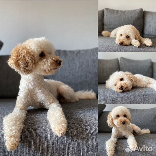 Домашняя передержка собак Не зоо гостиница