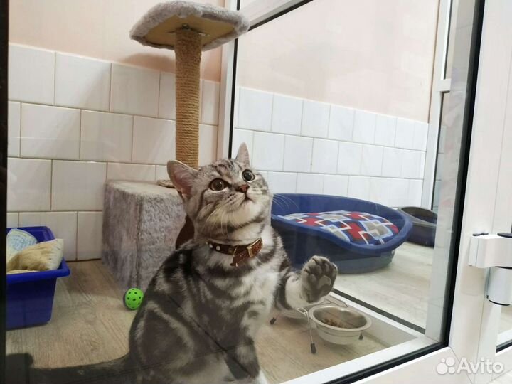 Мини-гостиница для кошек