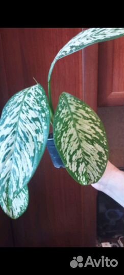 Диффенбахии сортовые блайт визард, Чита и др